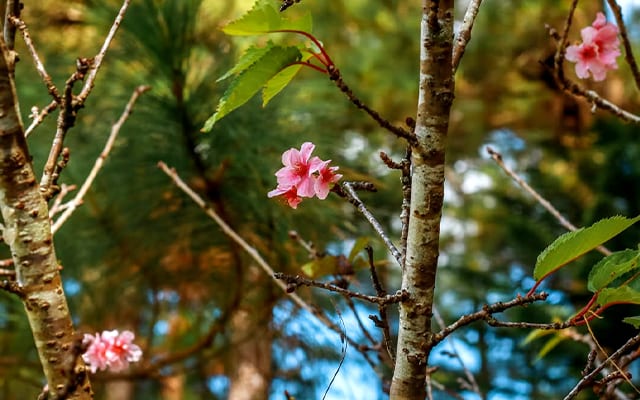 Cherry Blossoms in Baguio